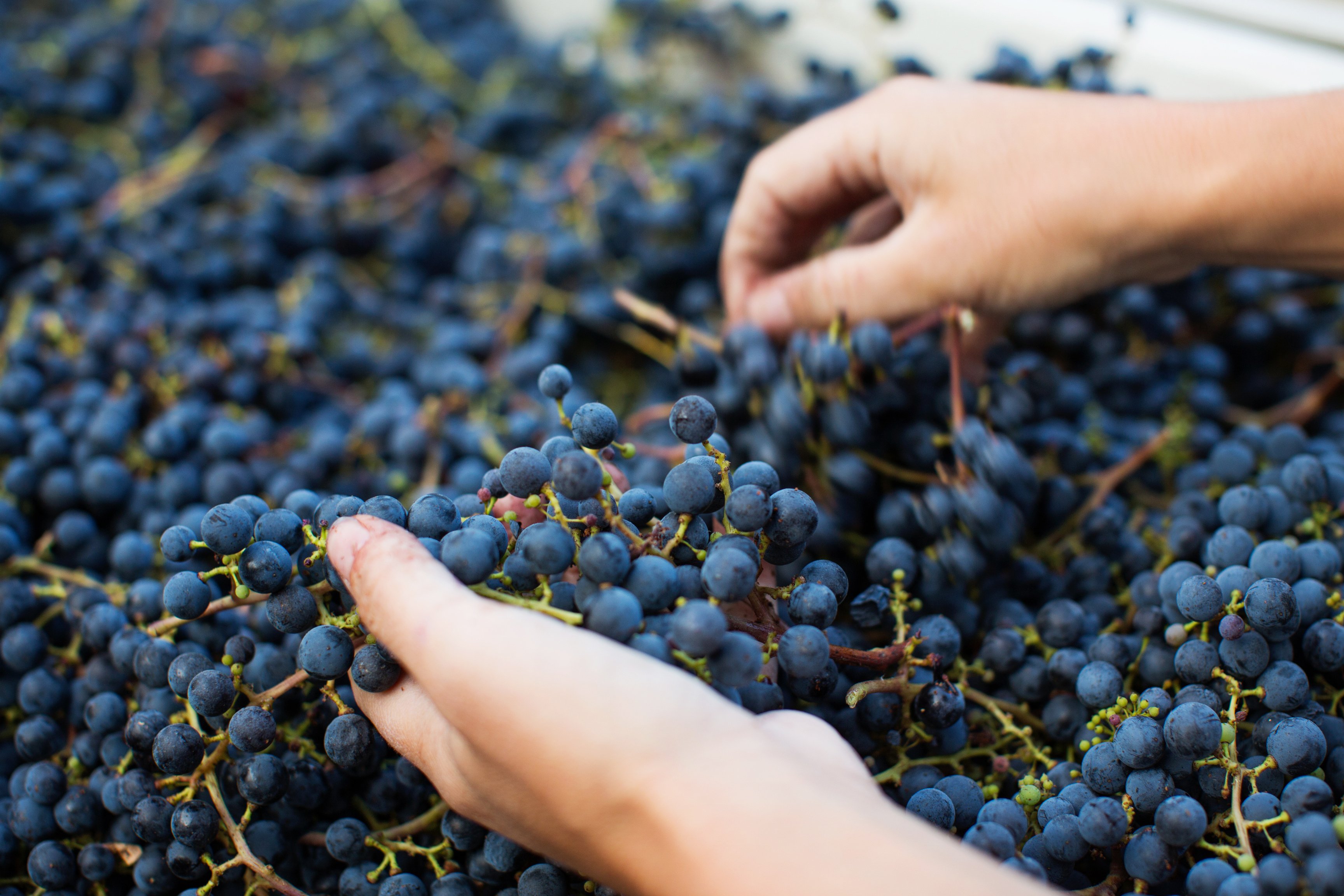 Winemaker sorting Cabernet Sauvignon Grapes